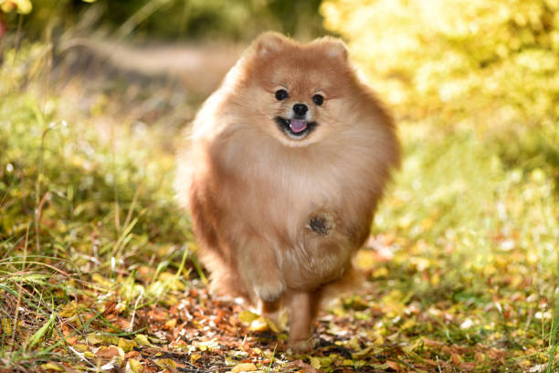 istock A beautiful dog runs through the bright autumn forest, the Spitz 873856946
