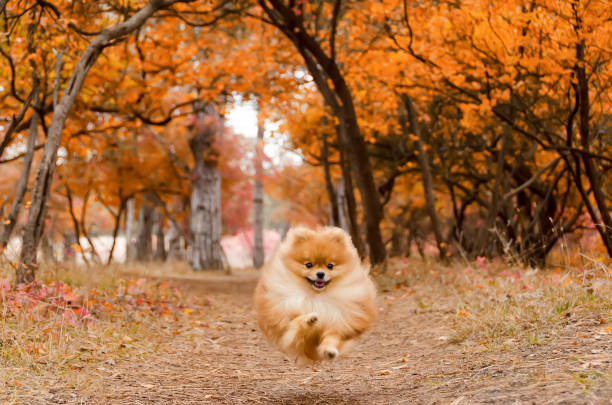 A beautiful dog runs through the bright autumn forest A beautiful dog runs through the bright autumn forest, the Spitz pomeranian stock pictures, royalty-free photos & images