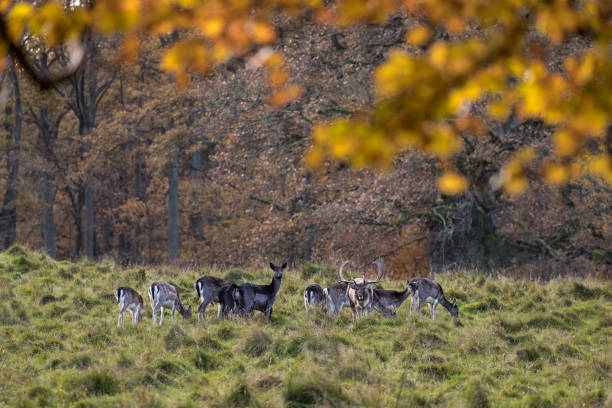 istock Small herd of fallow deer in a deer park 873857470