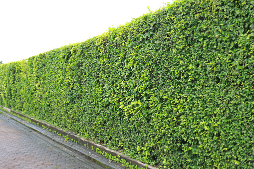 Green leaves wall in the public park.