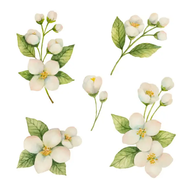 Vector illustration of Watercolor set of flowers and branches Jasmine isolated on a white background.