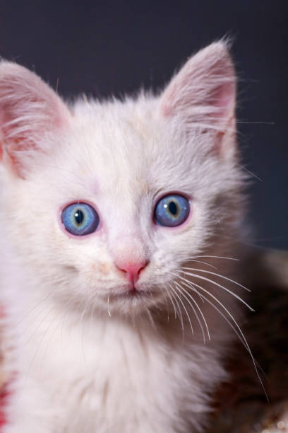 istock little beautiful white kitten with blue eyes 873862316