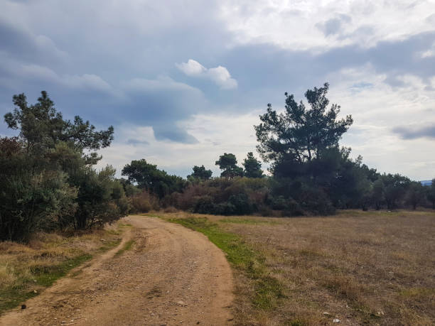 istock pathway around fields rural areal with pines and olive trees 873866772