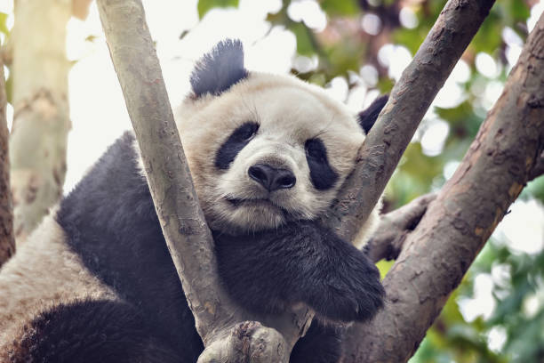 istock Giant Panda sleeps on the tree. 873866798