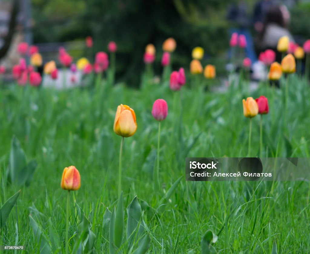 flowers summer South field flowers summer South field amazing color love Arlberg Mountains Stock Photo