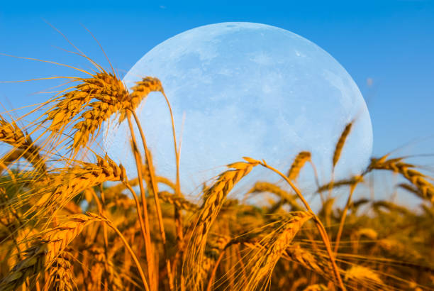 istock huge moon above a summer wheat field 873873068
