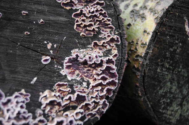 istock Lots of mold on the old wood 873874690