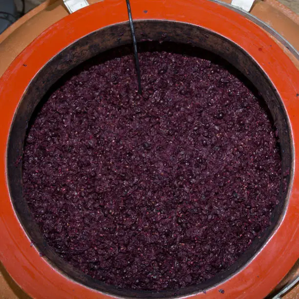 fermentation of wine in modern amphora