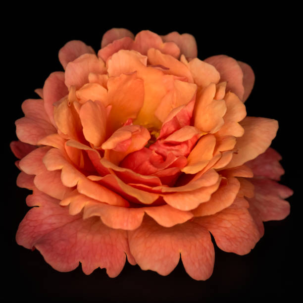 istock Orange color rose flower isolated on the black background 873879406