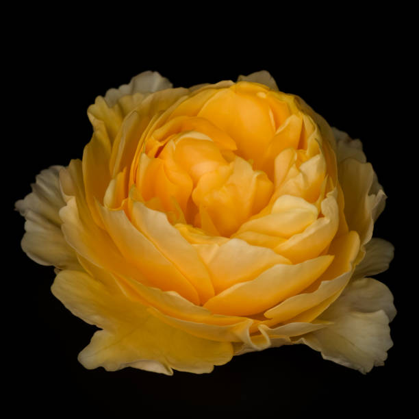 istock Yellow rose flower isolated on the black background 873881810