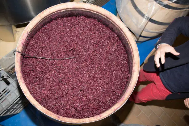 fermentation of wine in wooden barrels with the cellar master