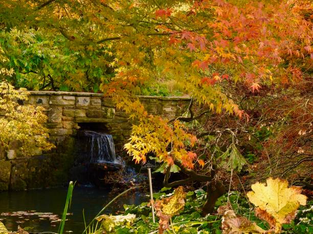 istock Autumn Woodland Colours 873882772