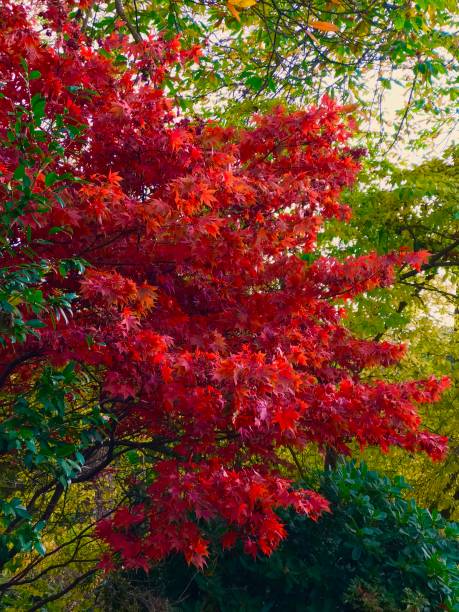 istock Autumn Woodland Colours 873882866
