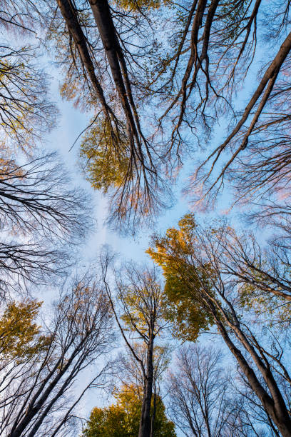 istock Part of the forest 873891400