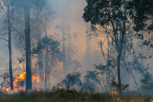 Fire in undergroth of eucalypt forest with flames and dense smoke