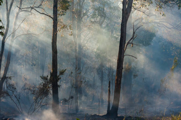 The Afternoon Of The Fire