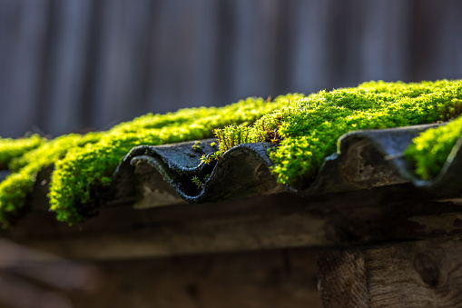 High detail nature background with green fresh moss on the home roof
