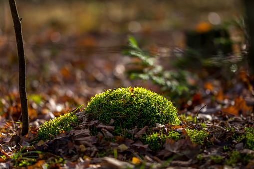 High detail nature background with green fresh moss in the forest