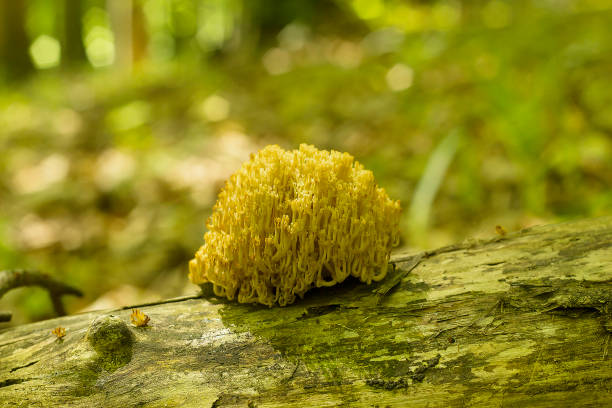 Mushroom Ramaria flava grows on fallen tree, Coral mushroom selective focus