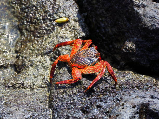 istock red galapagos crab with a black back at puerta ayora 873898950