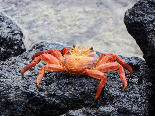 istock back view of a galapagos crab on a rockat puerta ayora 873899070