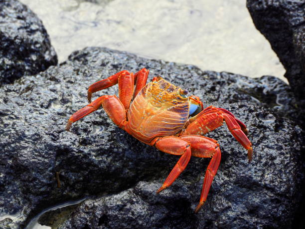 istock close-up of a galapagos crab at puerta ayora 873899122