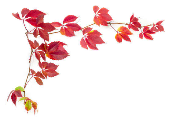 Background of the branches of maiden grapes, known as Virginia creeper with autumn leaves on white background