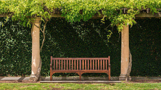 Wooden vintage bench with green vines on the background