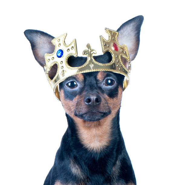 istock Dog in the crown, like a king, a prince. 873909368