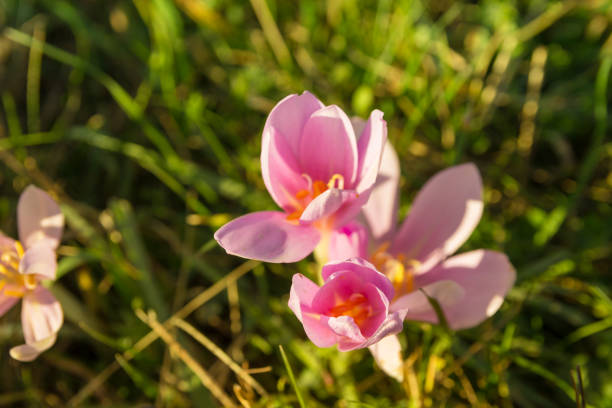 rosa flores de azafrán - colchicaceae fotografías e imágenes de stock