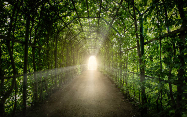 istock Archway thrugh the lush greenery 873913602