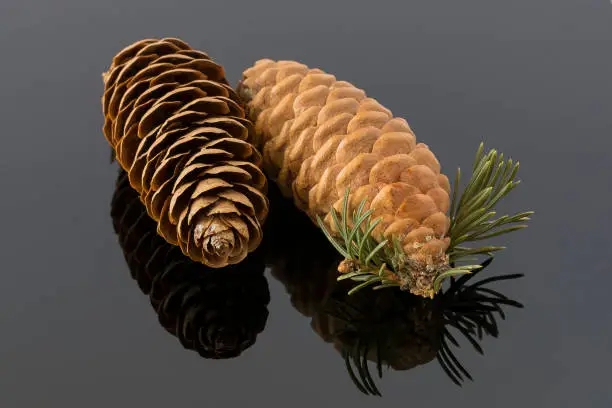 Photo of Two Christmas tree cones are to be reflected in the black mirror