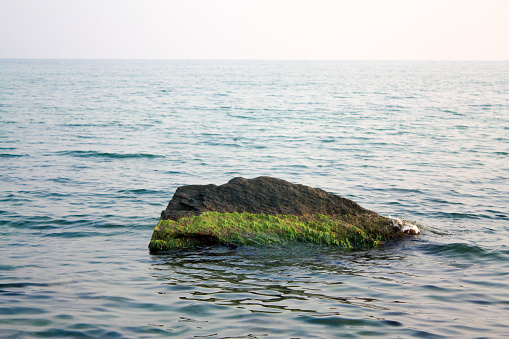 Green algae on a rock in the middle of the sea