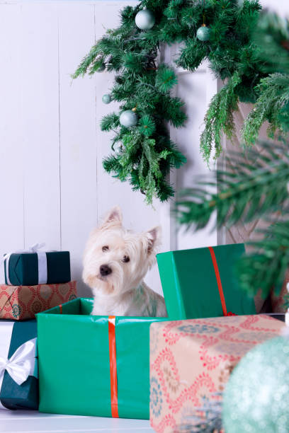 istock Dog as symbol of New Year 873928146
