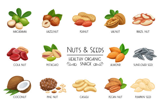ilustrações, clipart, desenhos animados e ícones de defina vetor ícones nozes e sementes. - peanut nut snack isolated