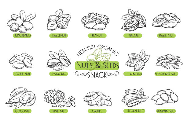 ilustraciones, imágenes clip art, dibujos animados e iconos de stock de conjunto de vectores iconos nueces y semillas. - nut