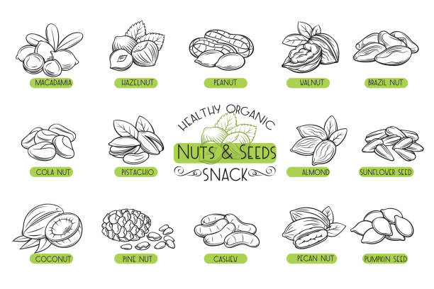 Set vector icons nuts and seeds. Set vector icons hand drawn nuts and seeds. Cola nut, pupkin seed, peanut and sunflower seeds. Pistachio, cashew, coconut, hazelnut and macadamia. Illustration in sketch retro style. pine-nut stock illustrations