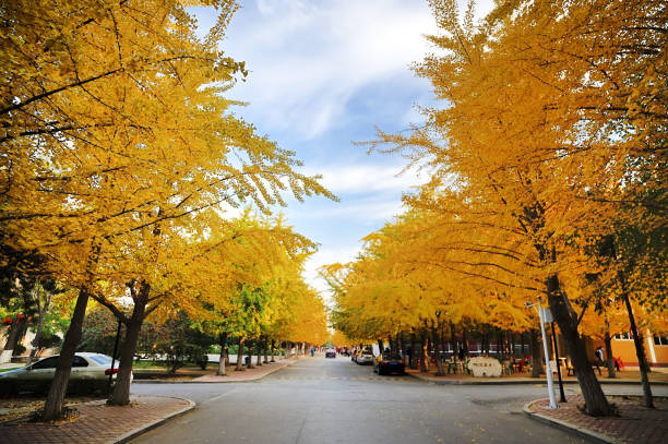 autumn street with ginkgo trees on both sides