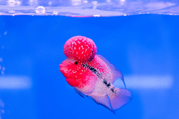 istock Close up pink red Cichlids fish in blue fish tank 873935760