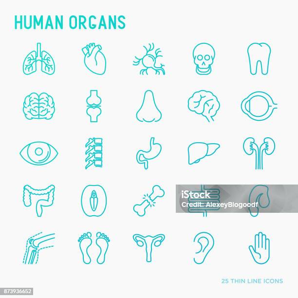 Organi Interni Umani Icone Di Linea Sottile Impostate Illustrazione Vettoriale - Immagini vettoriali stock e altre immagini di Icona