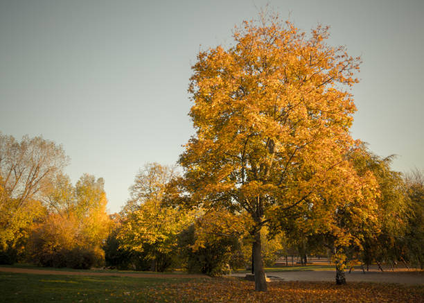 istock Autumn in the park 873937268