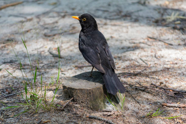 blackbird siedzi na pniu w parku. ptaki - data throttle zdjęcia i obrazy z banku zdjęć