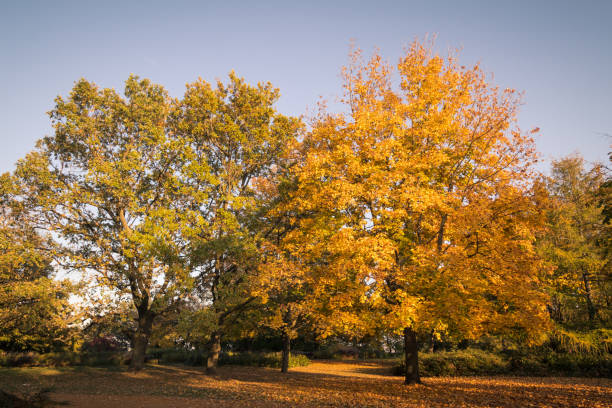 istock Autumn in the park 873937916