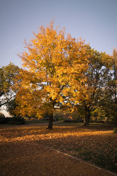 istock Autumn in the park 873938026