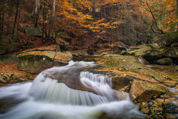 istock Autumn yellow forest and stone river stream. 873938062