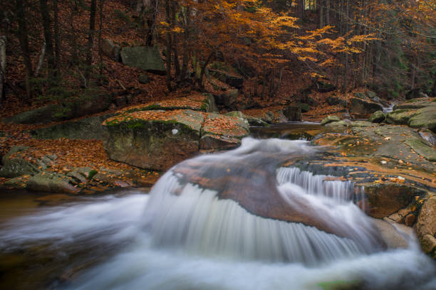 istock Autumn yellow forest and stone river stream. 873938124