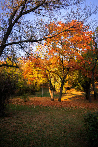 istock Autumn in the park 873940372