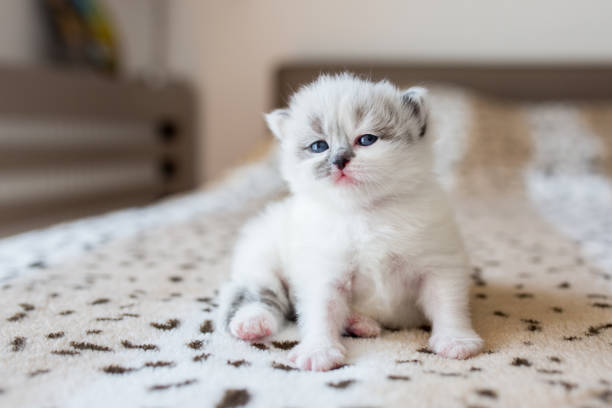 istock White Persian kitten on the bed. 873941648