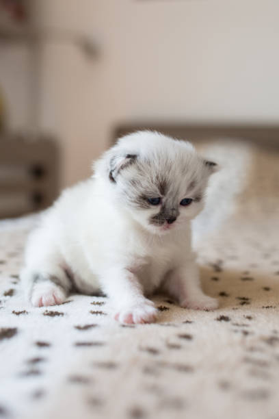 istock Baby kitten on the bed. 873941666