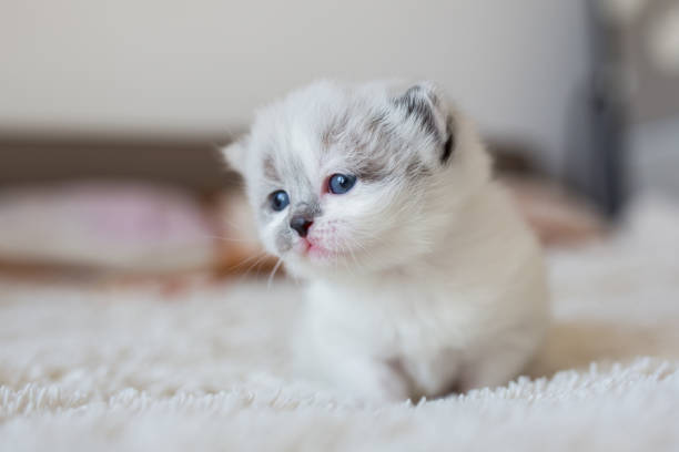 istock White Persian kitten on the bed. 873941678